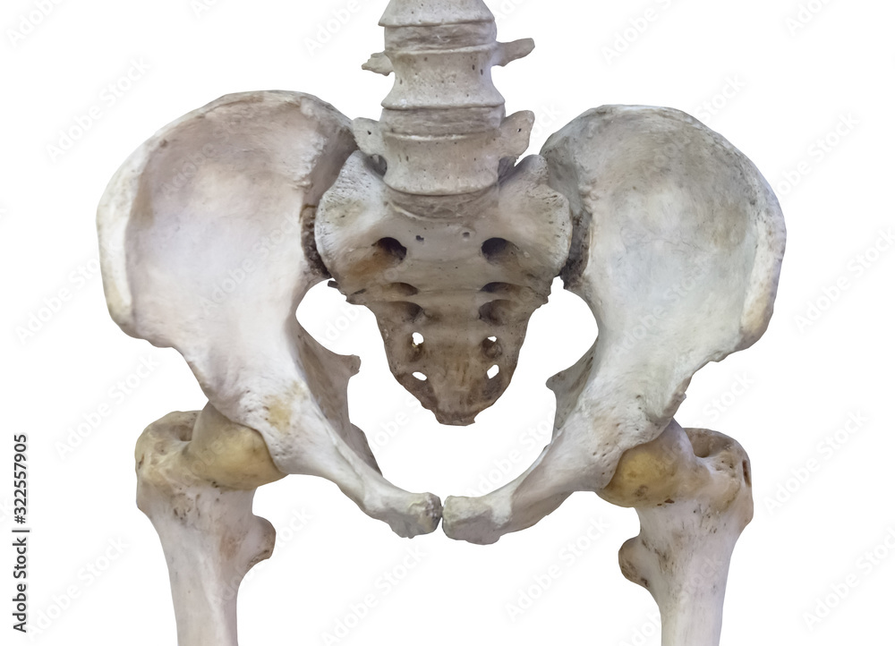 Pelvic bone with femoral neck joint isolated on white background. Stock ...