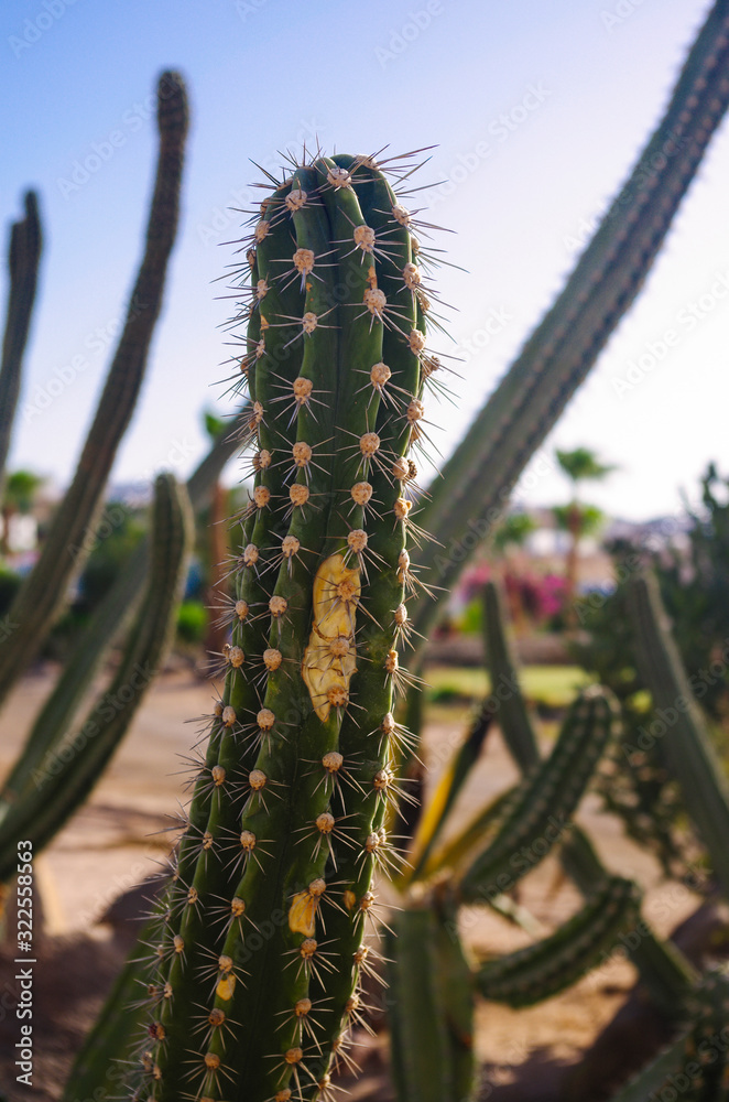 Cactus at sunset close-up against the background of other cacti Cactus at sunset close-up against the background of other cacti