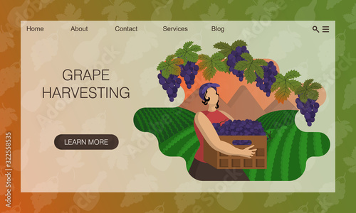 Beautiful woman is harvesting grape against background of vineyards and mountain landscape. Concept of website, landing page design template