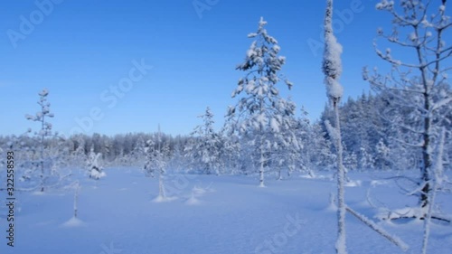 White forest covered with snow view from above. Winter forest aerial view.