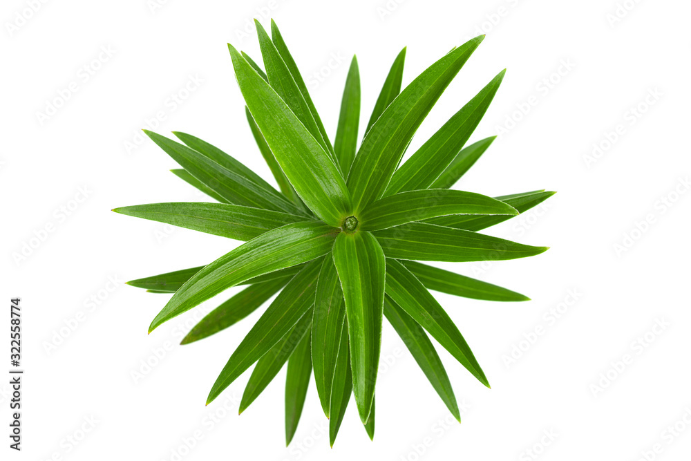 Lilly flower leaf Lilly flower leaf