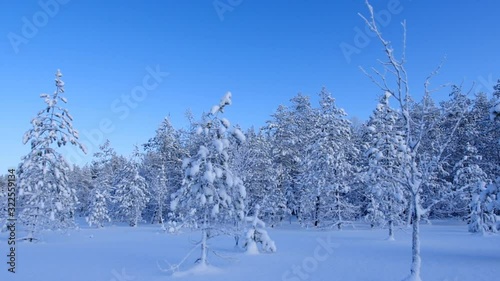 White forest covered with snow view from above. Winter forest aerial view.