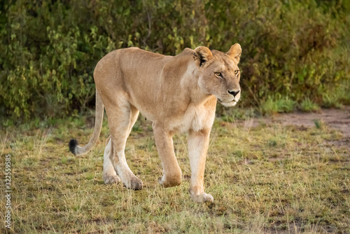 Lioness walks past bush on savannah