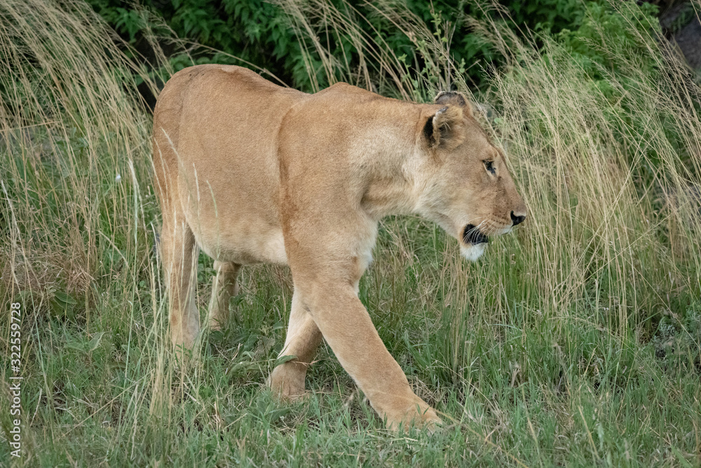 Lioness walks through long grass by bushes