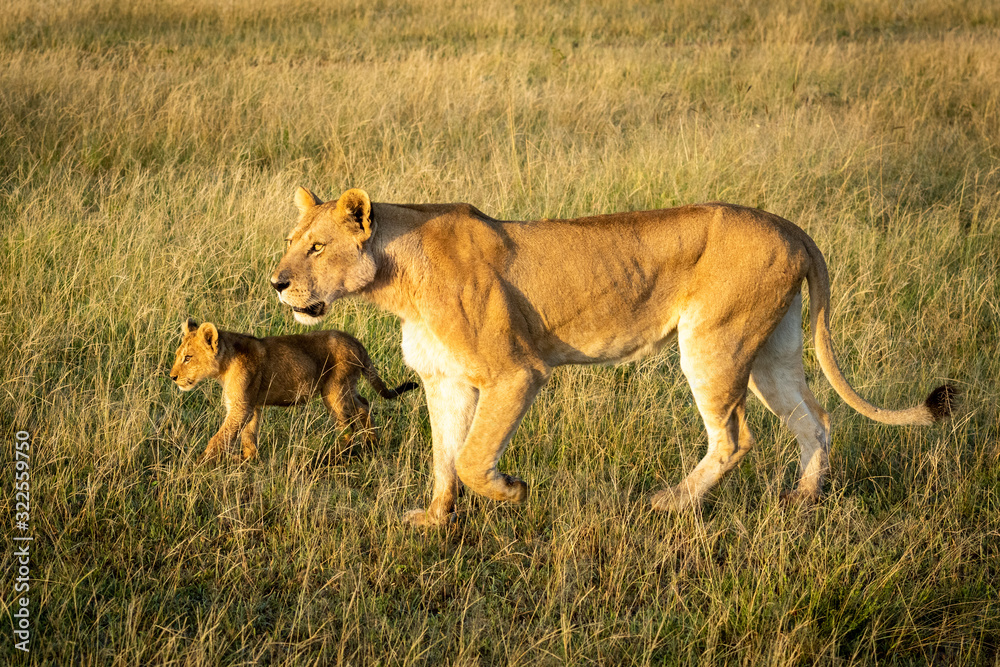 Lioness walks through long grass with cub Lioness walks through long grass with cub