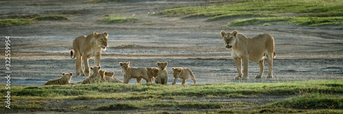 Lionesses stand in savannah with eight cubs