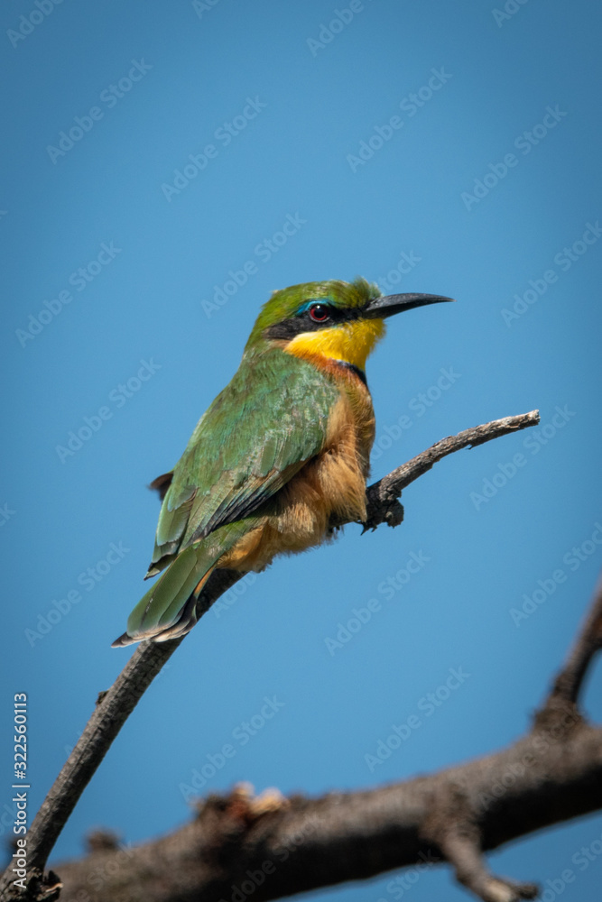 Little bee-eater on diagonal branch eyeing camera Little bee-eater on diagonal branch eyeing camera