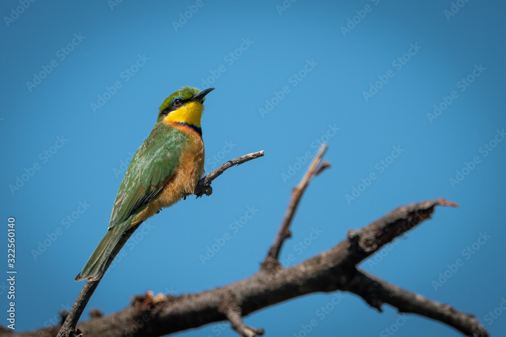 Little bee-eater on diagonal branch with catchlight Little bee-eater on diagonal branch with catchlight