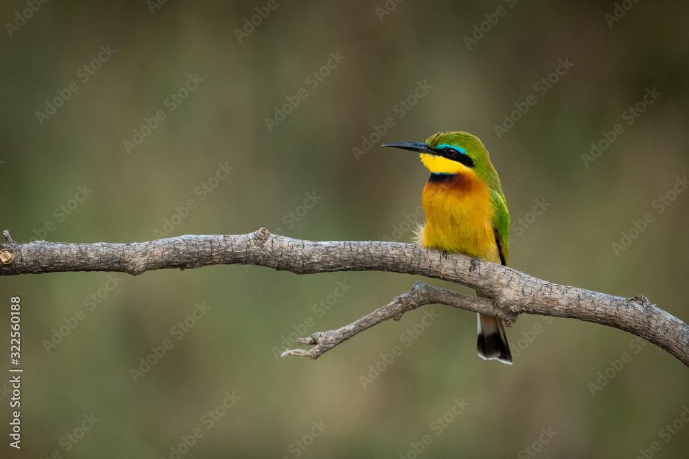 Little bee-eater perches on branch facing left