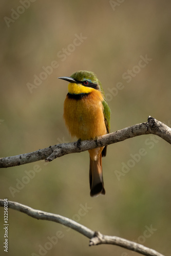 Little bee-eater perched on branch facing left