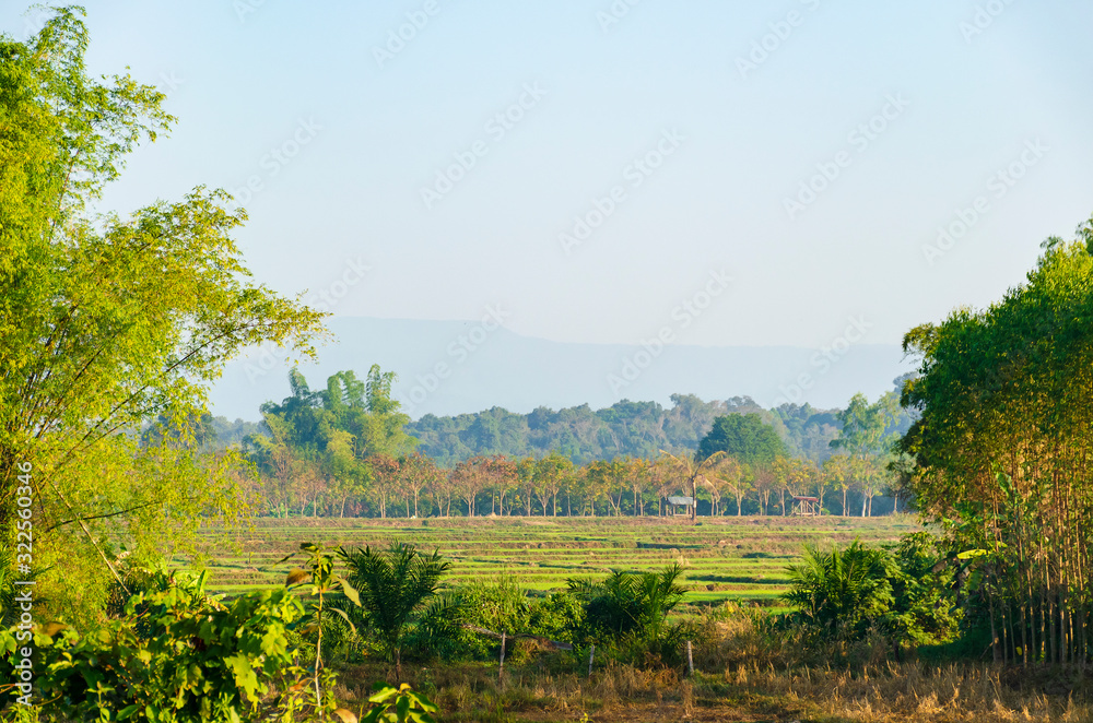 Scenic view of rice field in the morning