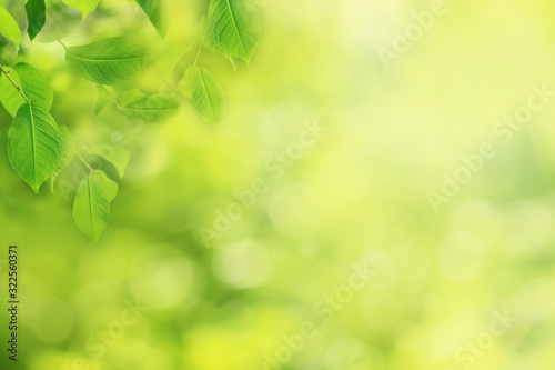 Blurred nature background with green tree leaves © Rimma
