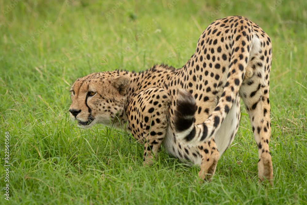Male cheetah crouches in grass looking left Male cheetah crouches in grass looking left