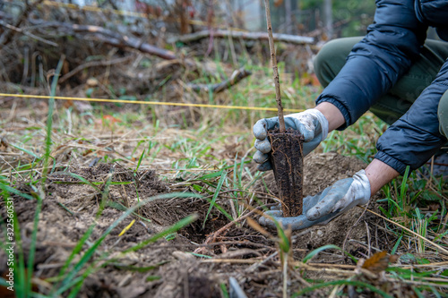helping the forest after an ecological disaster by planting out young trees