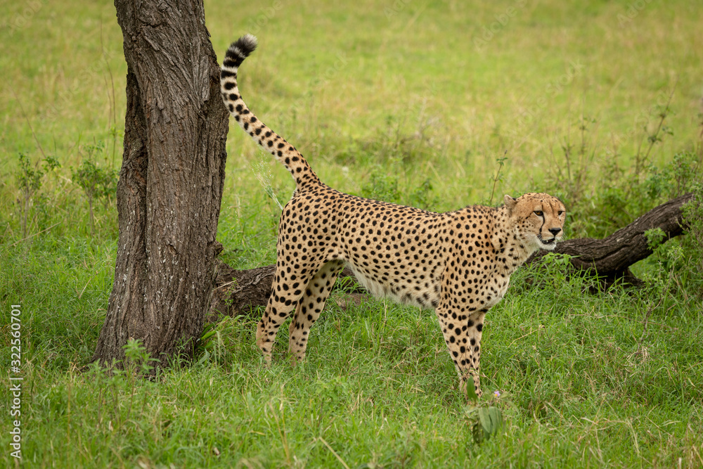 Fototapeta premium Male cheetah marks territory against tree stump