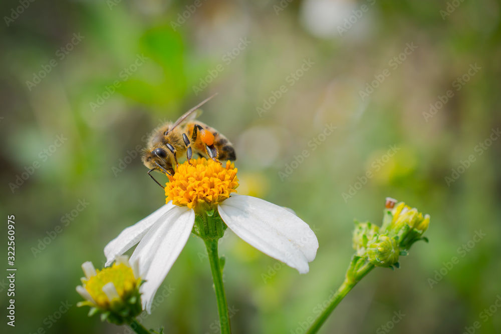 bee on flower bee on flower