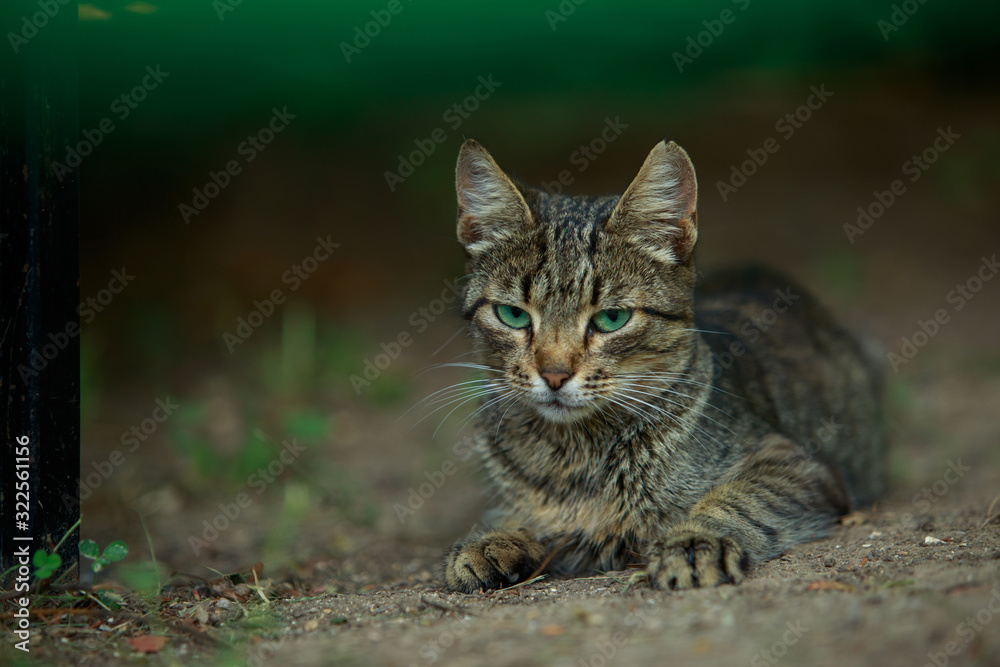 Cat is sitting in street