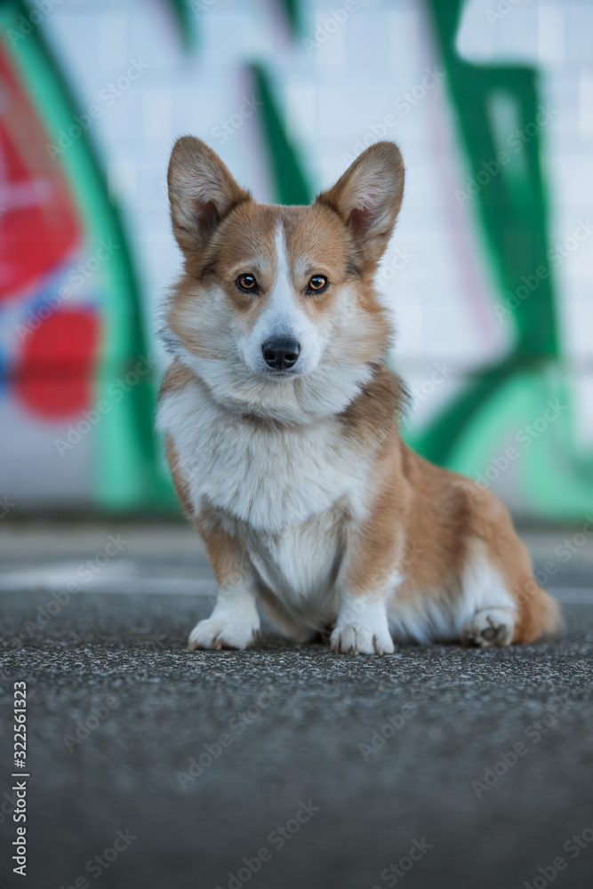 Welsh corgi dog with graffiti in the background