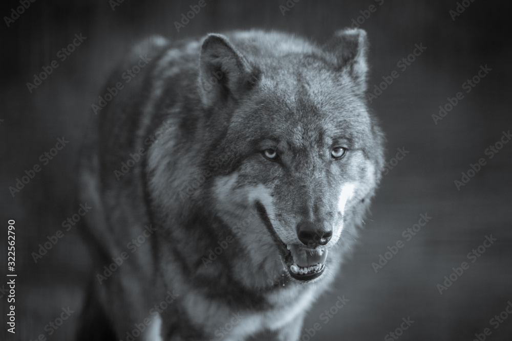  Scary dark gray wolf (Canis lupus)