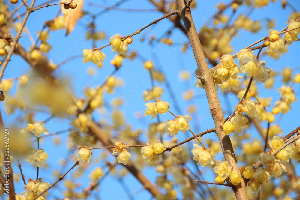蠟梅　栃木県茂木町　城山公園