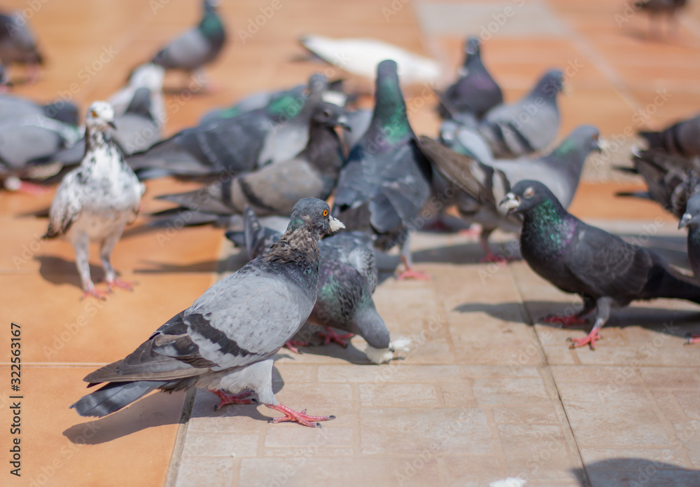 Obraz premium Beautiful women feed pigeons in the park during the day.