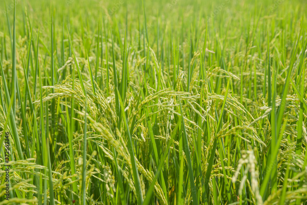 Thai jasmine rice, Thai jasmine rice, Thai jasmine rice farm, Thai jasmine rice background Thai jasmine rice, Thai jasmine rice, Thai jasmine rice farm, Thai jasmine rice background