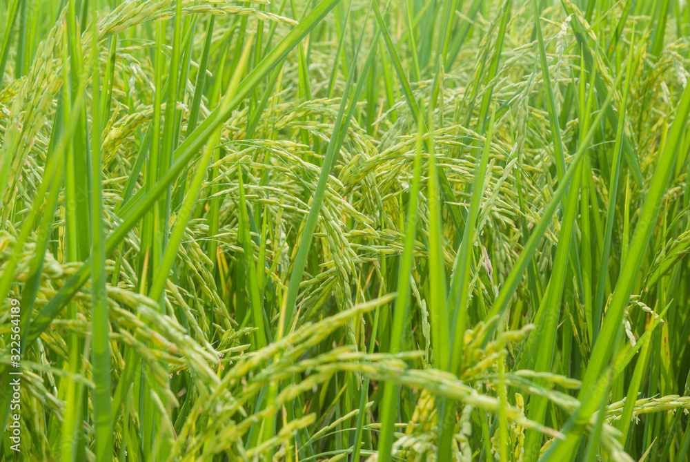 Thai jasmine rice, Thai jasmine rice, Thai jasmine rice farm, Thai jasmine rice background Thai jasmine rice, Thai jasmine rice, Thai jasmine rice farm, Thai jasmine rice background