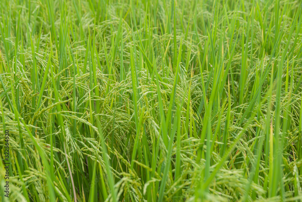 Thai jasmine rice, Thai jasmine rice, Thai jasmine rice farm, Thai jasmine rice background Thai jasmine rice, Thai jasmine rice, Thai jasmine rice farm, Thai jasmine rice background