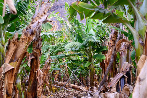 Plantations with  different cultvars of bananas plants on La Palma island, Canary, Spain photo