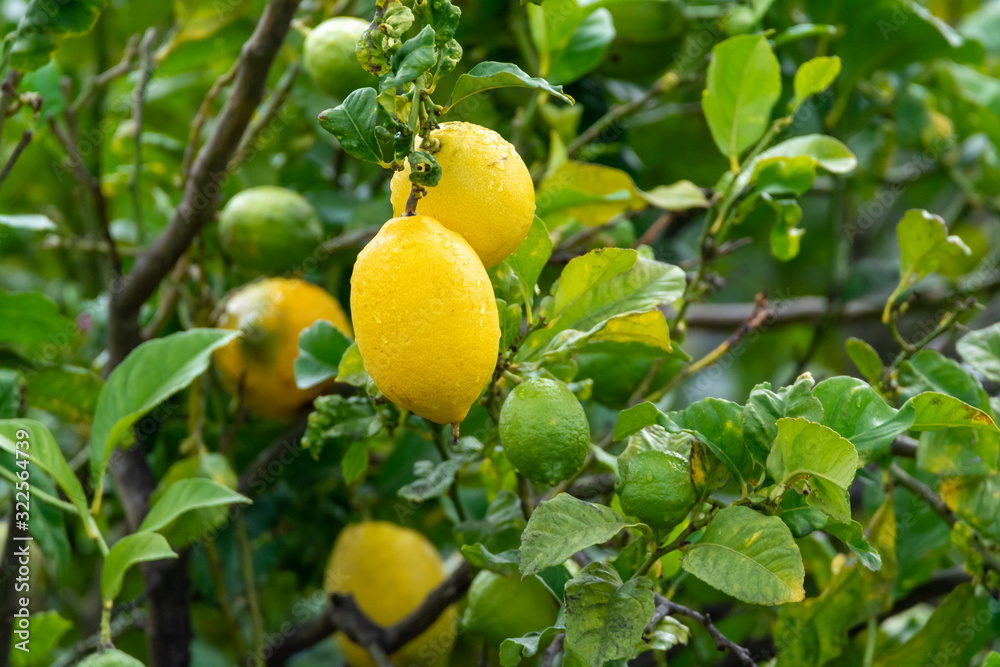 Yellow lemons citrus fruits hanging on lemon tree ready for harvest