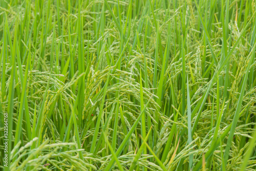 Thai jasmine rice, Thai jasmine rice, Thai jasmine rice farm, Thai jasmine rice background