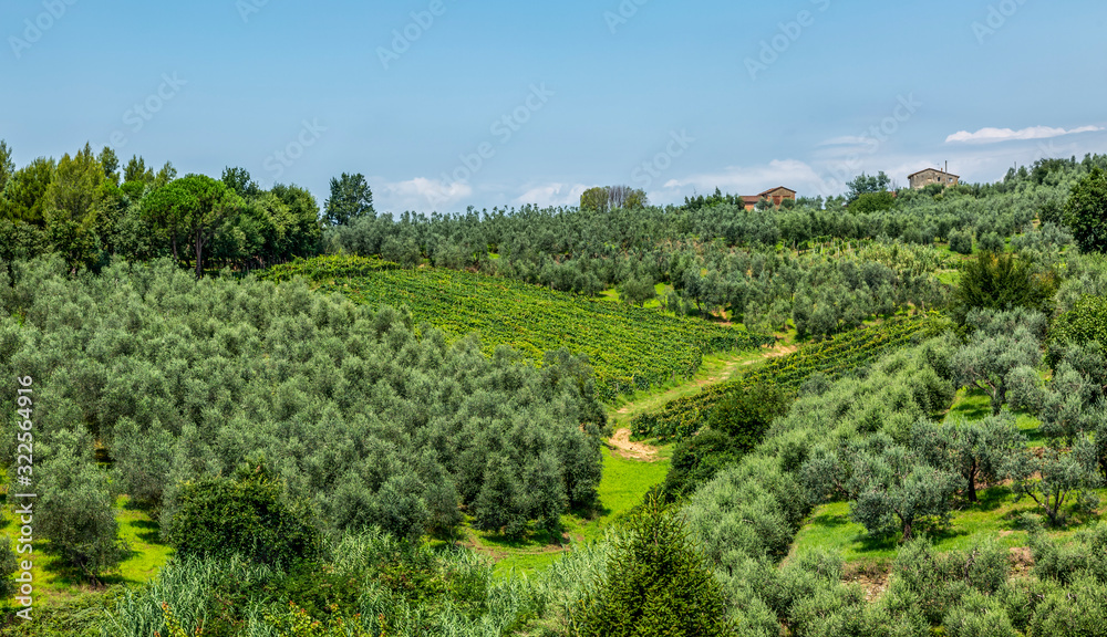 Green Tuscany Landscape