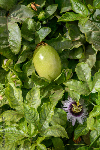 Passoin fruit growing on passiflora plant, ingredient for cocktails and sweet exotic fruit desserts photo