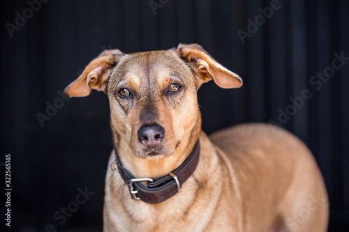 h  bscher Hund vor einem Tor