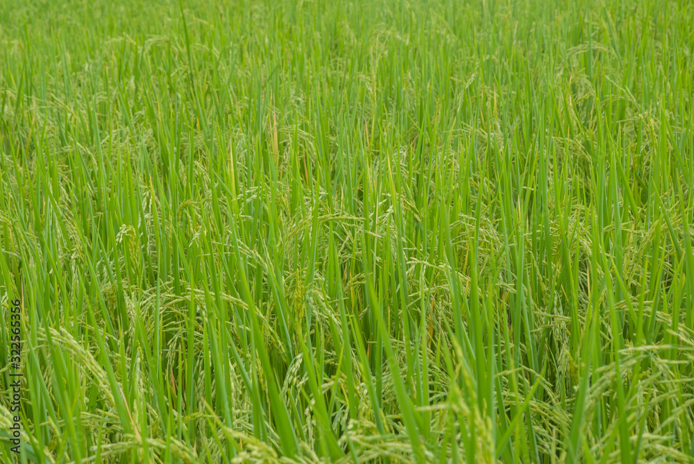Thai jasmine rice, Thai jasmine rice, Thai jasmine rice farm, Thai jasmine rice background Thai jasmine rice, Thai jasmine rice, Thai jasmine rice farm, Thai jasmine rice background