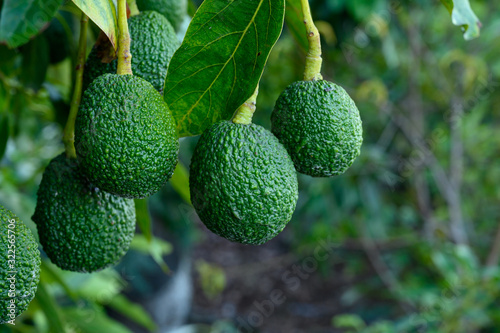 New harvest on avocado trees plantations on La Palma island, Canary islands, Spain