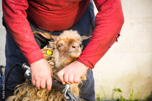 Sheep shearing