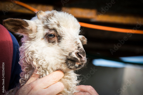 Lamb