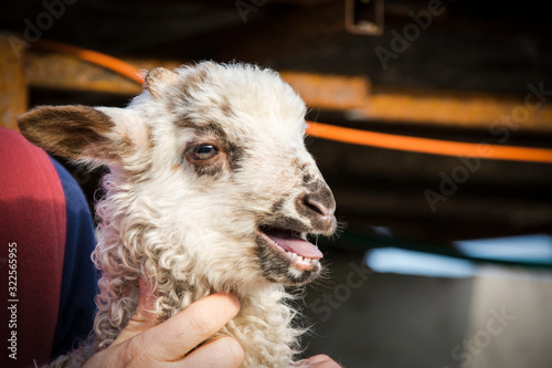 Lamb