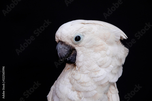 White cockatoo closeup with black background.