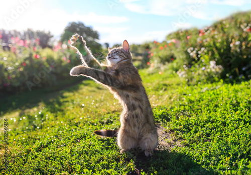 portrait of a cute striped cat sitting on green grass in a Sunny spring garde...