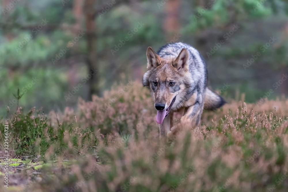 Fototapeta premium Lone wolf running in autumn forest Czech Republic