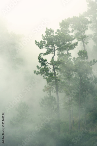 fog in the forest poster