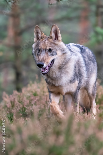 Lone wolf running in autumn forest Czech Republic