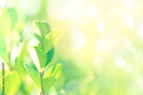 Blurry background of green young leaf in bright natural light tone. Concept of growing, , environment, fresh, feel free and release. Free copy space on right for text or design