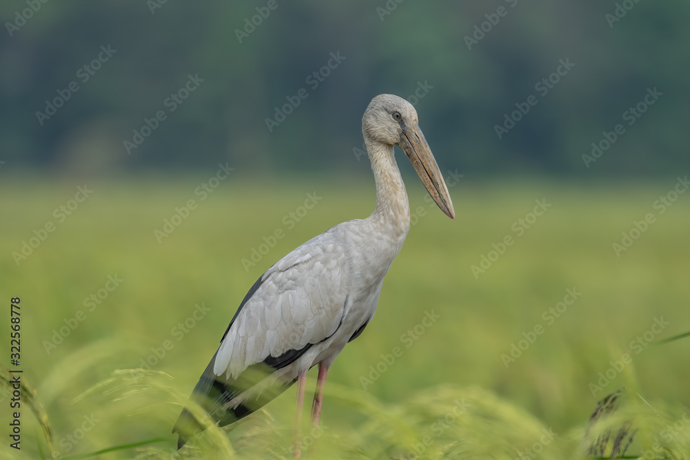 The Asian Openbill Stork (Anastomus oscitans) is a large wading bird in the stork family Ciconiidae. This distinctive stork is found mainly in the Indian subcontinent and Southeast Asia.