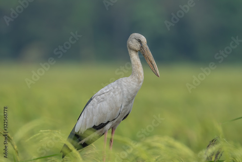 The Asian Openbill Stork  Anastomus oscitans  is a large wading bird in the stork family Ciconiidae. This distinctive stork is found mainly in the Indian subcontinent and Southeast Asia.
