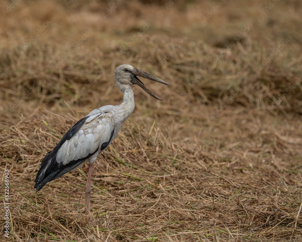 Obraz premium The Asian Openbill Stork (Anastomus oscitans) is a large wading bird in the stork family Ciconiidae. This distinctive stork is found mainly in the Indian subcontinent and Southeast Asia.