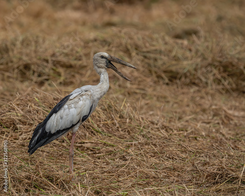 The Asian Openbill Stork (Anastomus oscitans) is a large wading bird in the stork family Ciconiidae. This distinctive stork is found mainly in the Indian subcontinent and Southeast Asia. photo