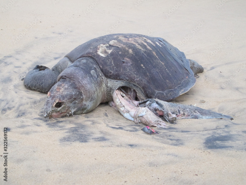 Obraz premium dead turtle on Puri beach